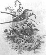 Bird Paiting by William Zimmerman