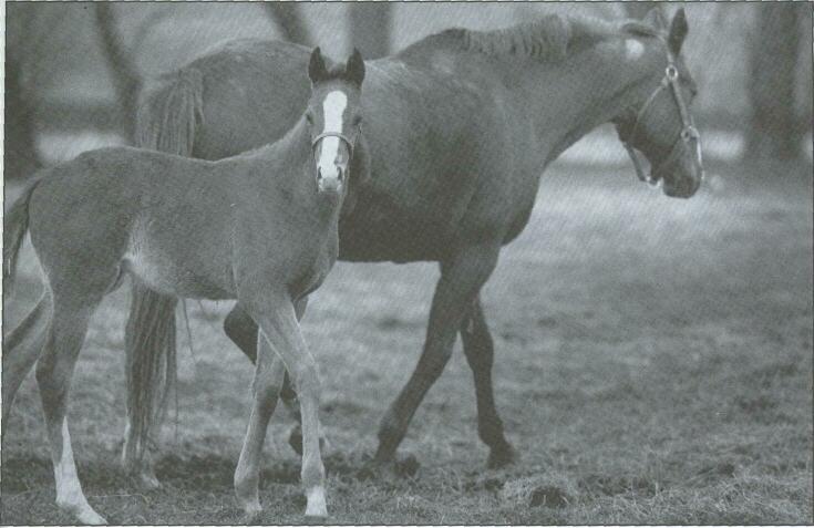 Mother and foal
