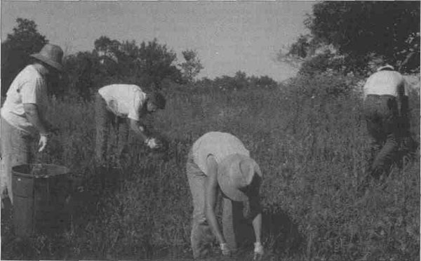 Workers cleaning the land
