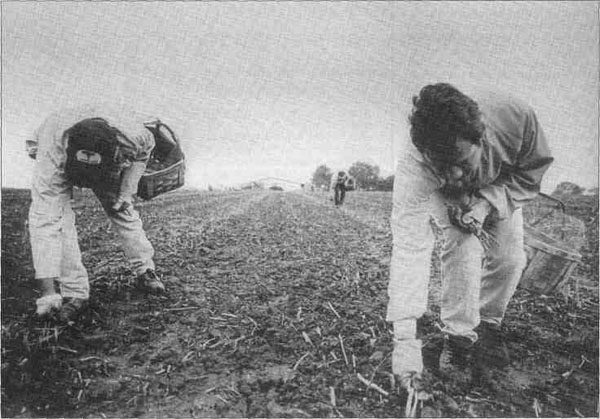 Migrant Workers in the field