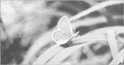 The Karner Blue butterfly