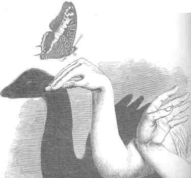 Handling a Butterfly