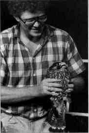 The peregrine falcon release
program has been another
successful program funded by the
Wildlife Preservation Fund. This
1987 photo provides a close-up
look at the bird prior to its release
in Chicago.