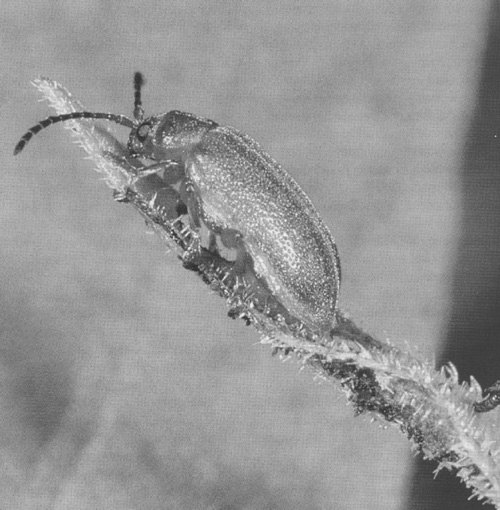The Galerucella calmariensis beetle is a welcome alien in the fight against the invasive purple
loosestrife plant that is crowding out native wetland plants.
Photograph by David Voegtlin, courtesy of the Illinois Department of Natural Resources
