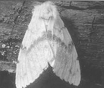 The gypsy moth has already been spotted in Illinois.