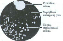 Penicillin colony