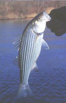 Pure striped bass