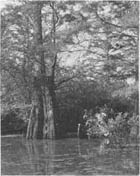 Rowing on the Cache River in Pulaski County