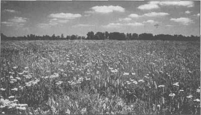 Indian Boundary Prairie