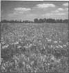 The Nature 
Conservancy