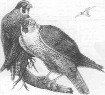 Peregrine Falcon