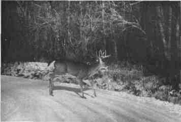 A deer crossing the road is a common sight in November. And when you see one,  there's a good chance that several more are right behind