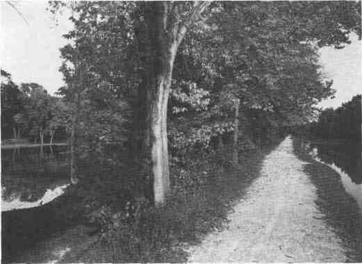 he Illinois & Michigan
(I&M) Canal StateTrail, Gebhard
Woods, Morris, Ill. Photograph by
Edward Ranney