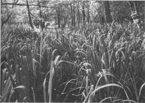 Photographs: Varying images of
the Illinois & Michigan Canal;
foundations of hot blast stoves,
former U.S. steel works, Joliet, III.
Photographs by Edward Ranney
from ''Prairie Passage," an exhibit
celebrating the 150th anniversary
of the I & M Canal, sponsored by
the Canal Corridor Association
and the Illinois State Museum.
Permission to reprint the
photographs was granted by the
Canal Corridor Association.