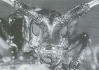 Asian long-horned beetle