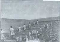 Men chopping grains in the field