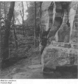 Bluff face and forest Fountain Bluff