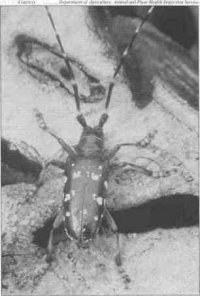 The Asian long-horned beetle