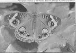 the Buckeye butterfly