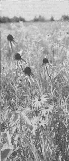 Photograph by Chas. J. Dees at Chain 0'Lakes State Park,  courtesy of the Illinois Department of Natural Resources.