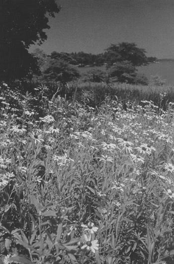 Courtesy of Lincoln Memorial Garden and Nature Center
Black-eyed susans