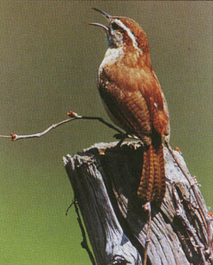 Carolina wren