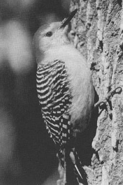 Courtesy of Dennis Oehmke
Red-bellied woodpecker