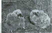 Great Horned Owl Chicks