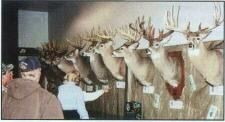 Mounted Deer