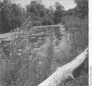 River photgraph