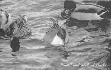 Pintail and Mallard Ducks