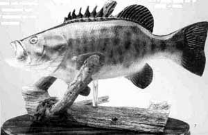 Bill Sitter carved smallmouth