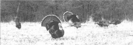 Turkeys