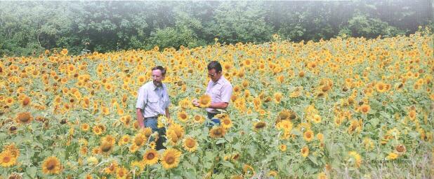 Field Biologists in Sunflower field