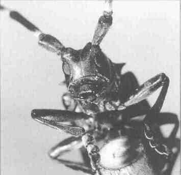 Asian long-horned bettle