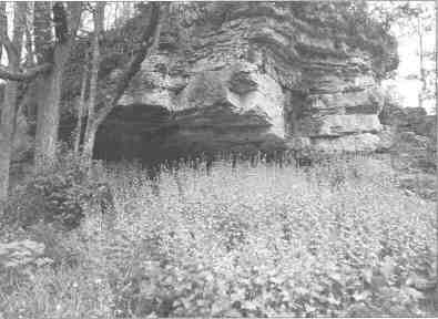 Garlic Mustard