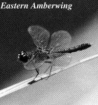 Eastern Amberwing