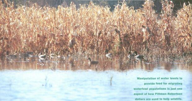 Duck Blinds on a Budget - Waterfowl Hunting - Project Upland